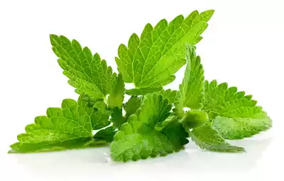 pudina-pata-mint-leaves-10-gm-100-gm (1)